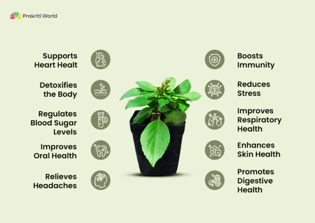 Best ayurvedic immunity booster herbs